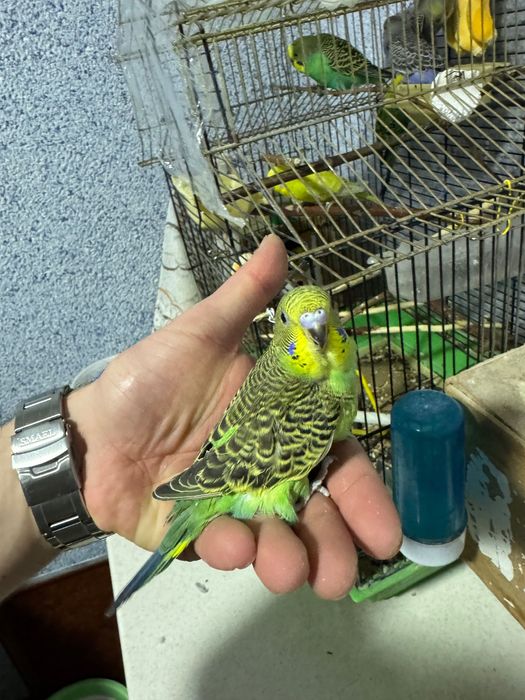 Попугай волнистый