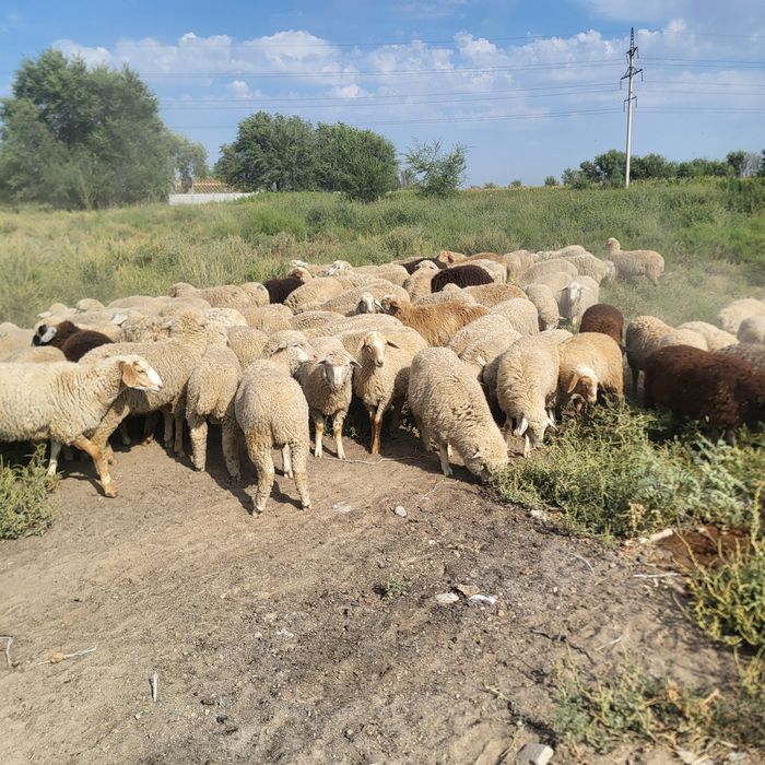 Продам зимних ягнят
