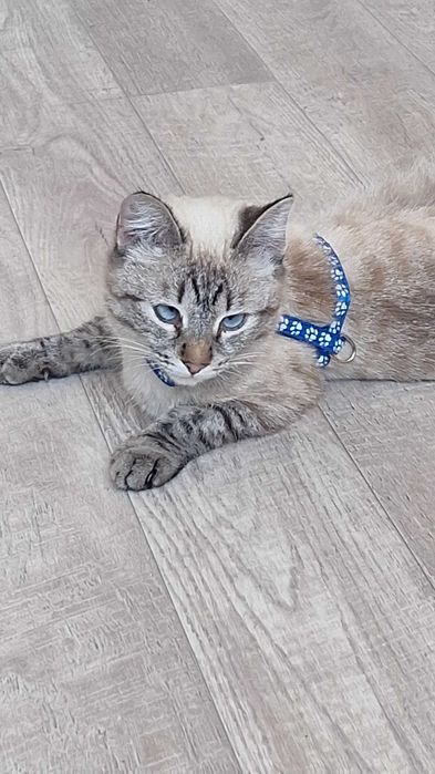 Тайскую кошечку в добрые руки