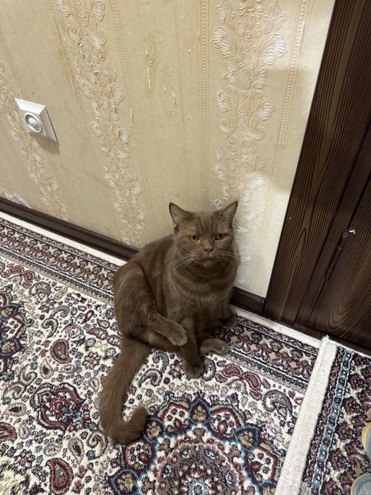 продается кот бритиш