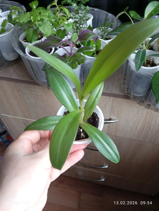 Продам отростки, суккуленты