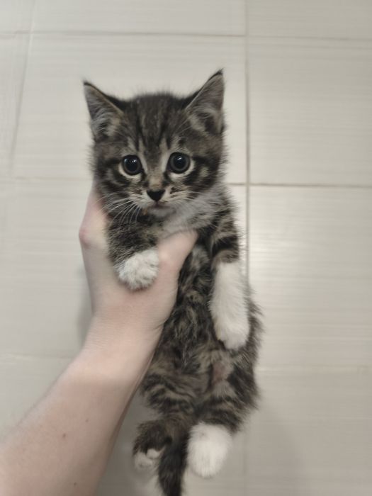 Милашка котенок ищет свой дом