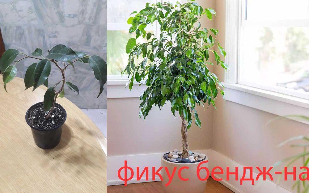 Продам  разные  цветы