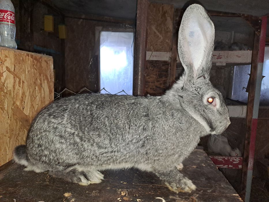 Femela urias german chinchilla montata