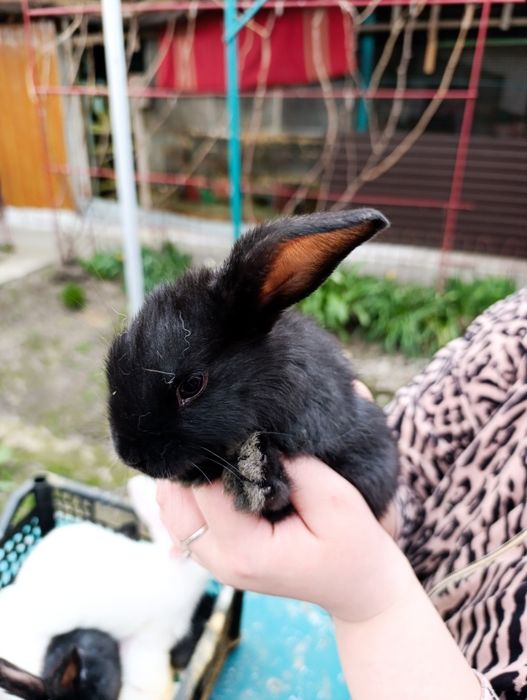 Кролики продам!!!