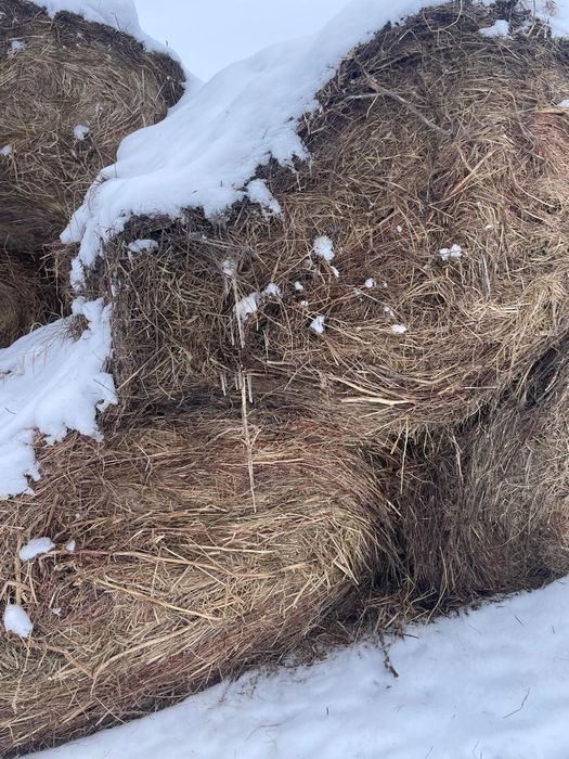 Сено руллон в хорошем качестве