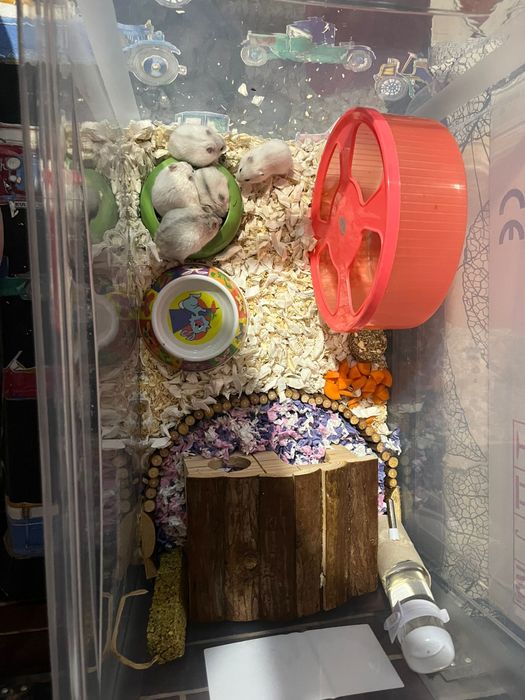 Vand Hamsteri piciti