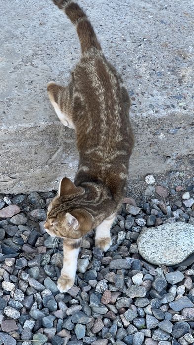 Кошка 6 мес девочка