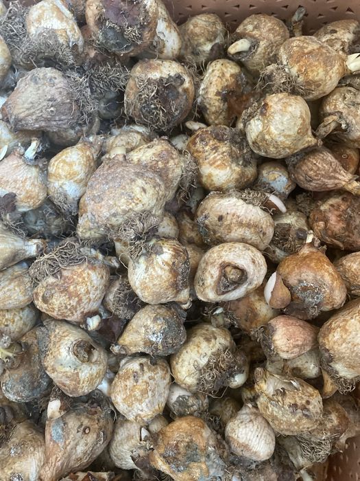 Тюльпаны -луковицы , Фикус Бенджамин