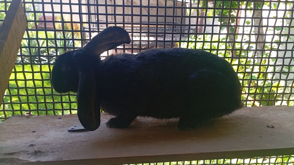 Фландер смесь с шиншиллой