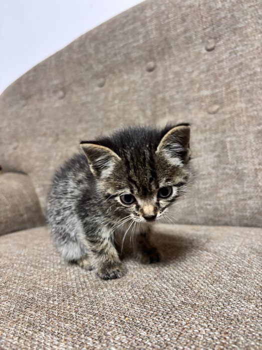 Котенок, жгучий брюнет