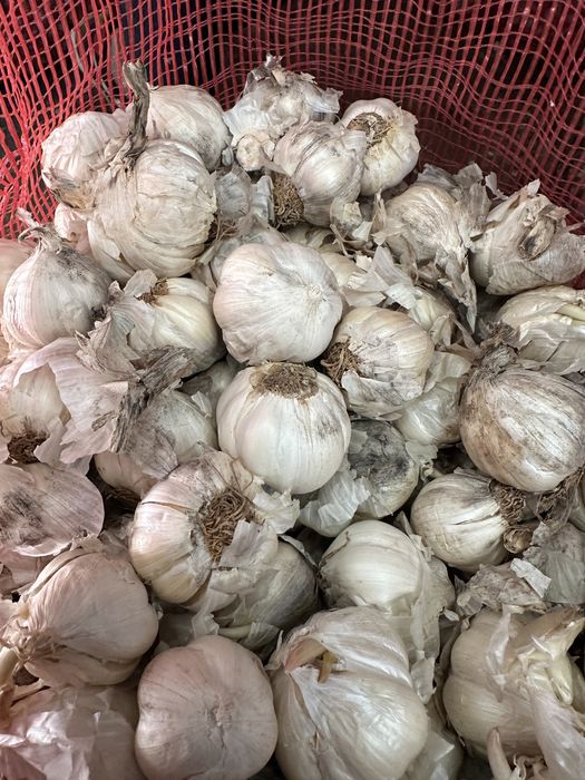 Usturoi pentru plantat cu certificat de calitate