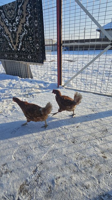 Продаю Ломан Браун