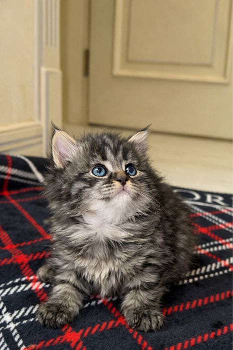 Чистокровные котята