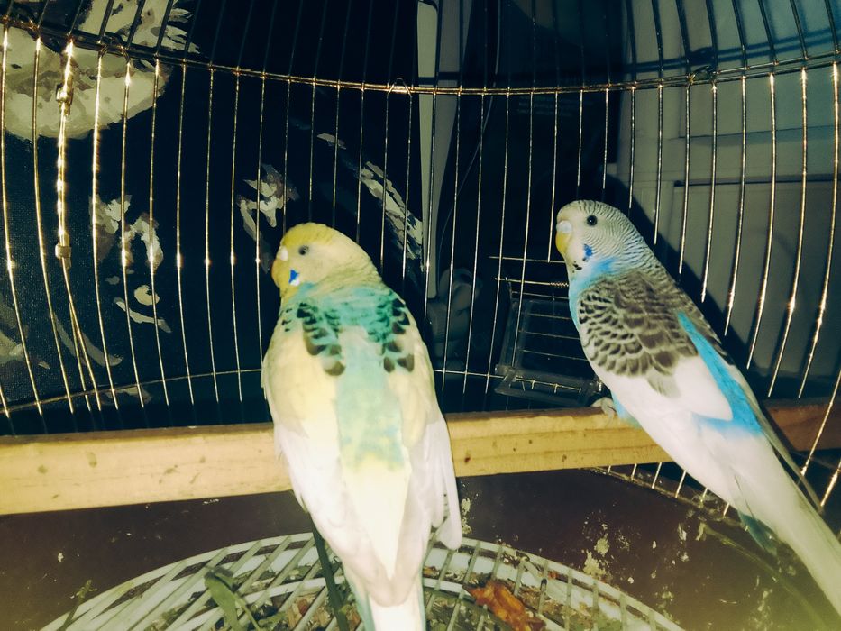 Волнистый попугайлар сатылады .