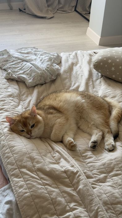 Продам Кота, британская шиншила