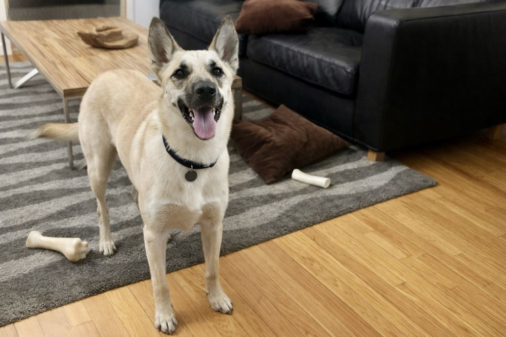 Пес Арчи — подарите ему дом