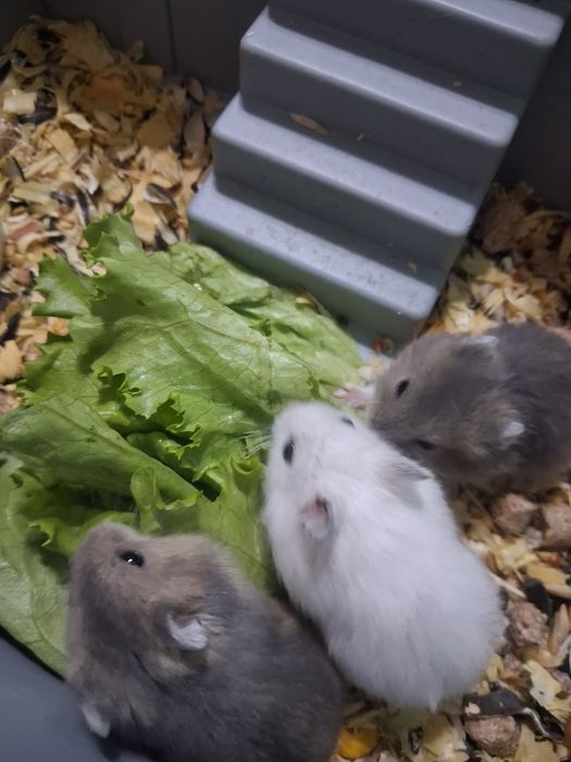 Хомяки ручные, 1 месяц