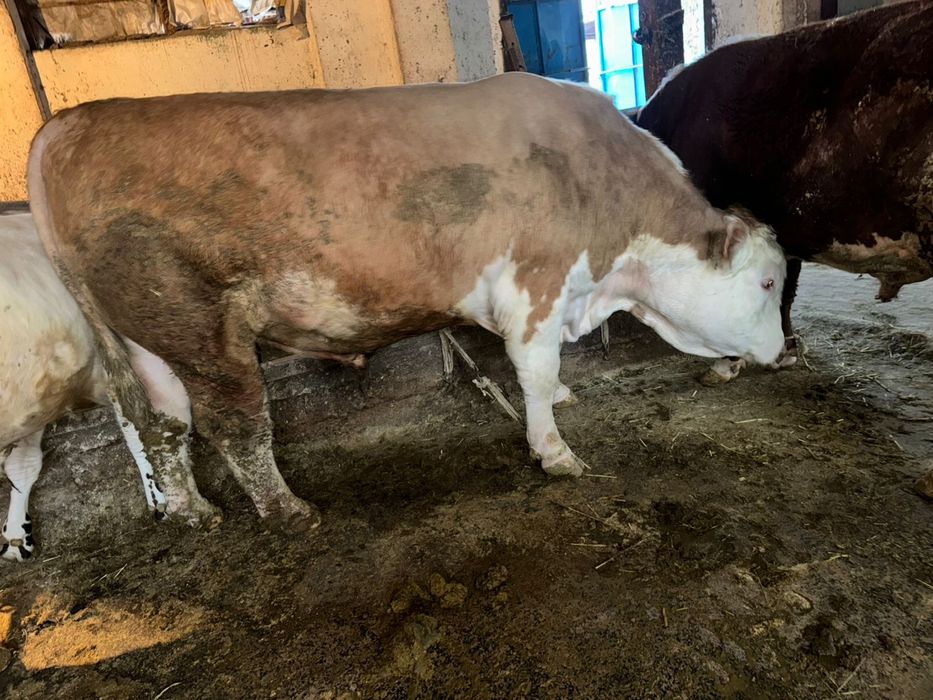 Племеной бык породы Симентал