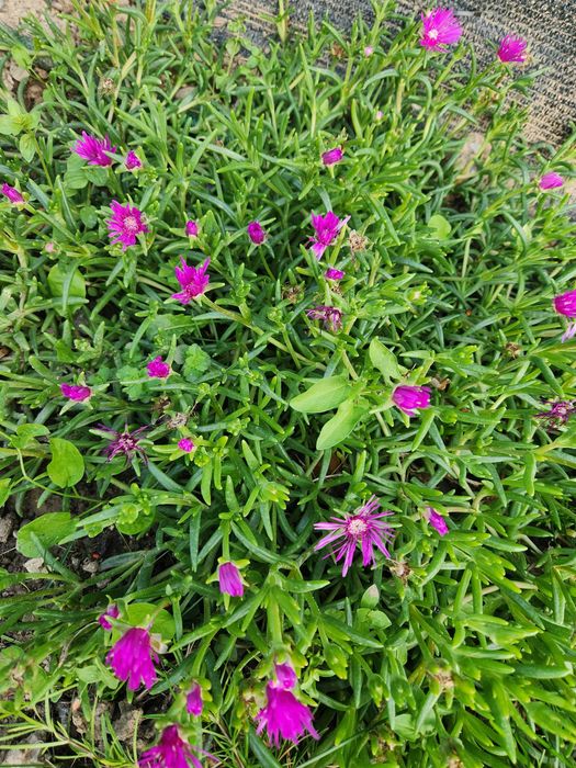 Цветя за градина и саксия