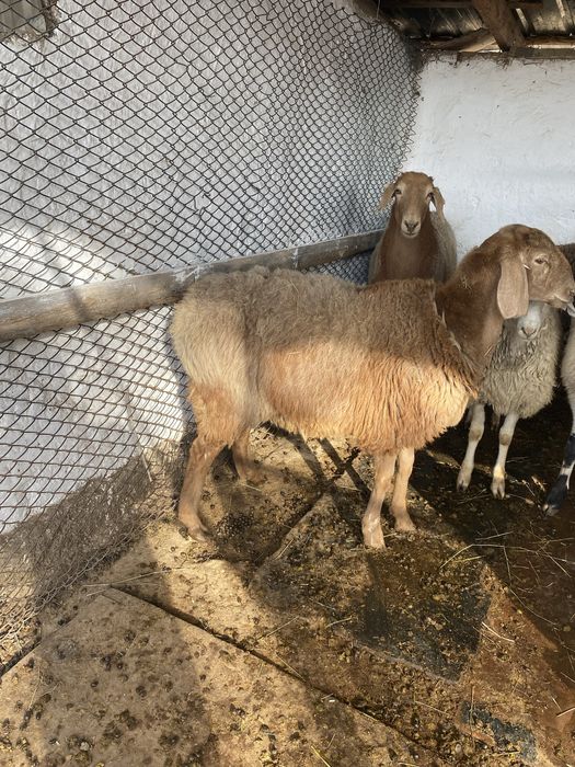 Продам арашан ярочку