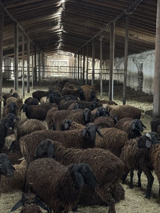 Продам барачиков на доращивание откорм