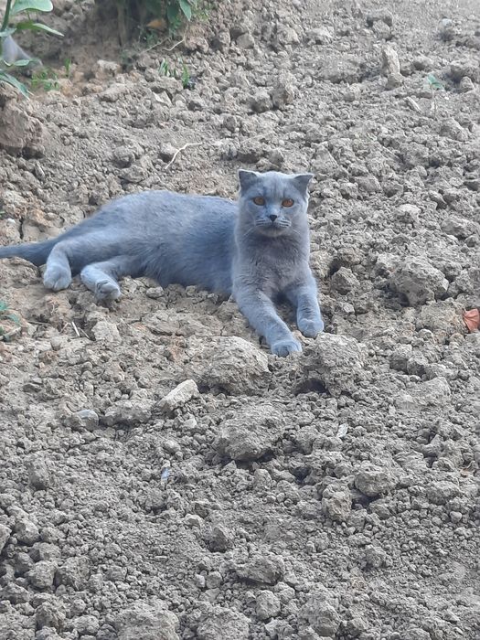 Зотдор мушуклар сотилади