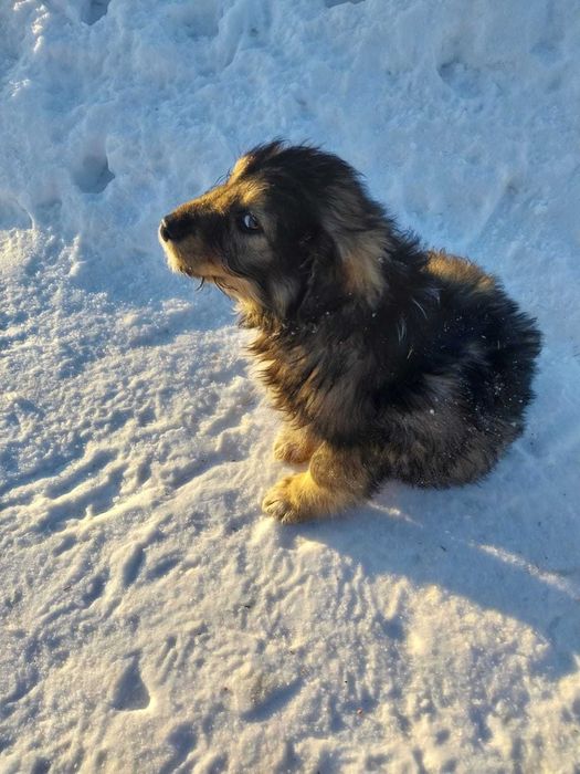 Щенки отдам в добрые руки