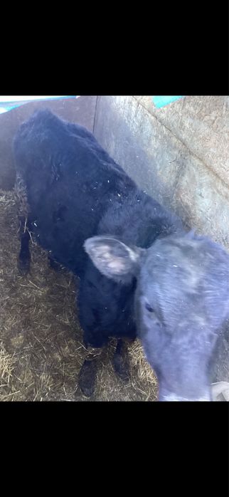 5 taurasi si 2 vitele