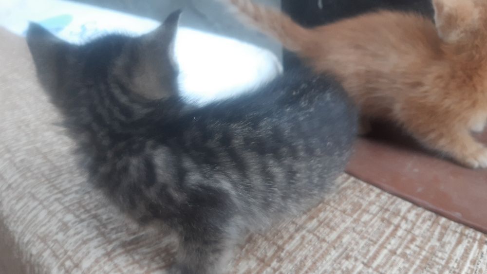 3 котёнка отдам в хорошие руки