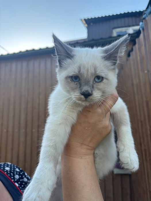 Котенок мальчик  3 месяца