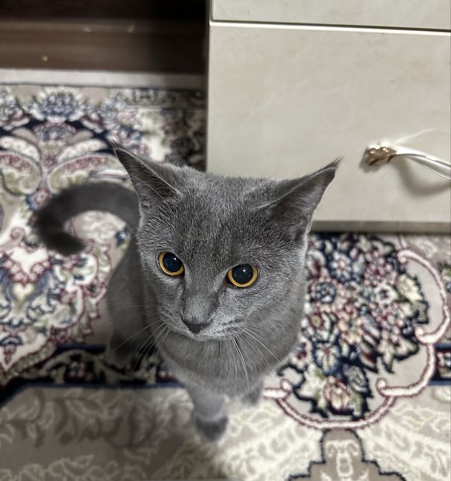 Skotish strayt sotiladi zotdor ogil bola