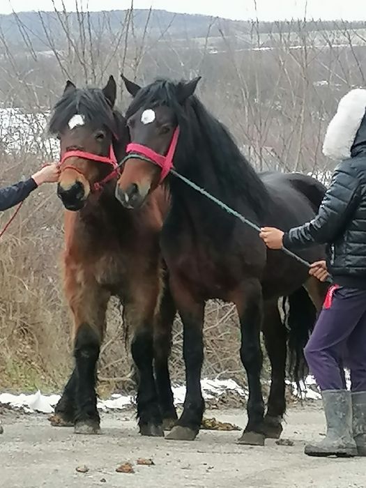 Vând sau schimb o manza de 4 ani și una de  un an și 2 luni