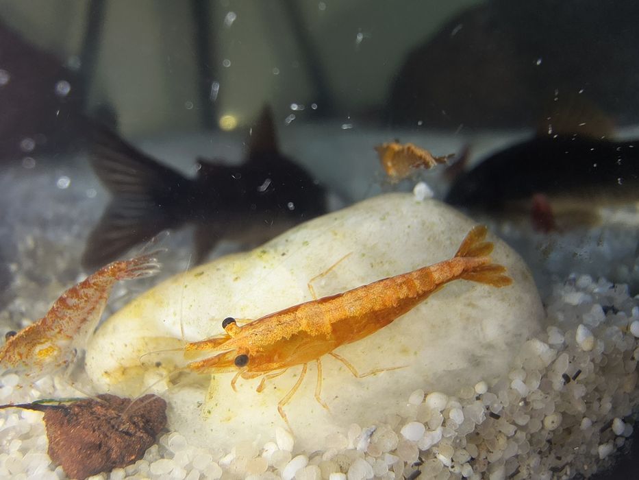 Creveți Neocaridina