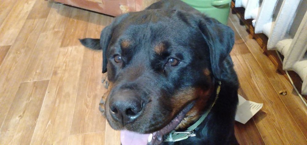 Кобель для вязки