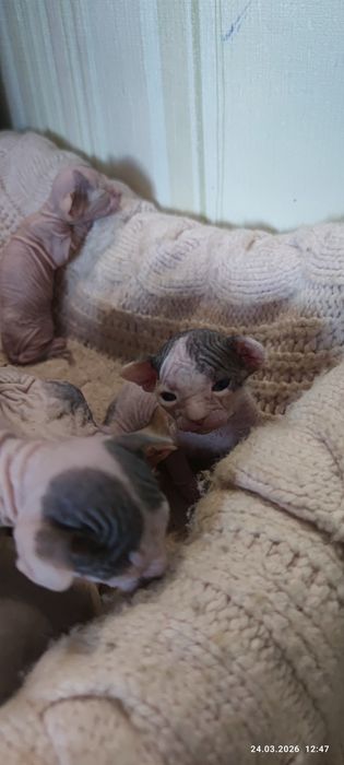 Донские сфинксы котята