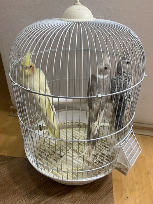 Papagal Nimfa (fete)