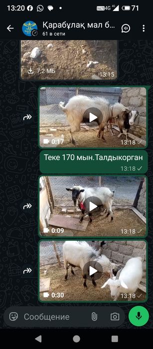 Продается козел крупный