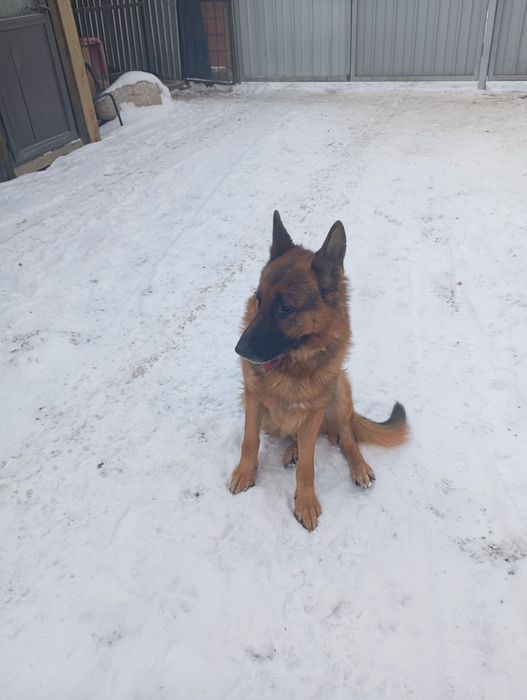 Продаю немецких овчарок