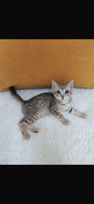 Малыш лапочка Максик!