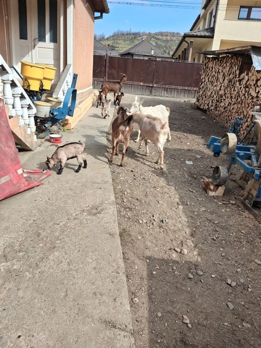 Căprițe de vânzare