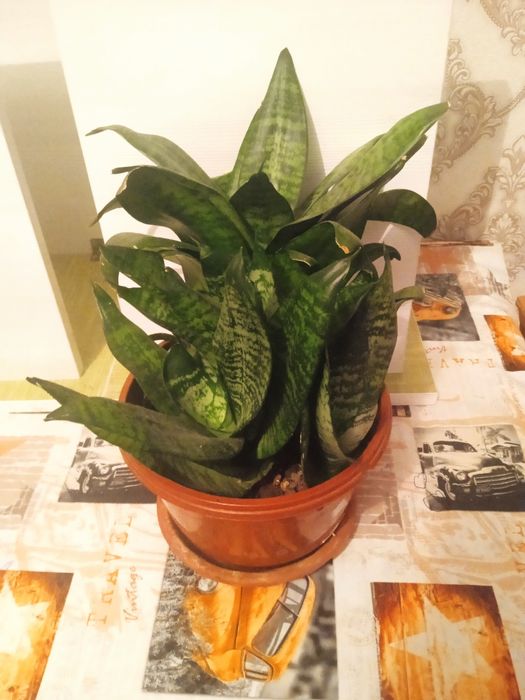 Комнатные растения цветы