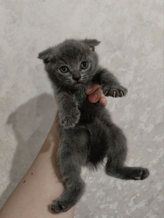 Продается котенок скотиш фолд мальчик