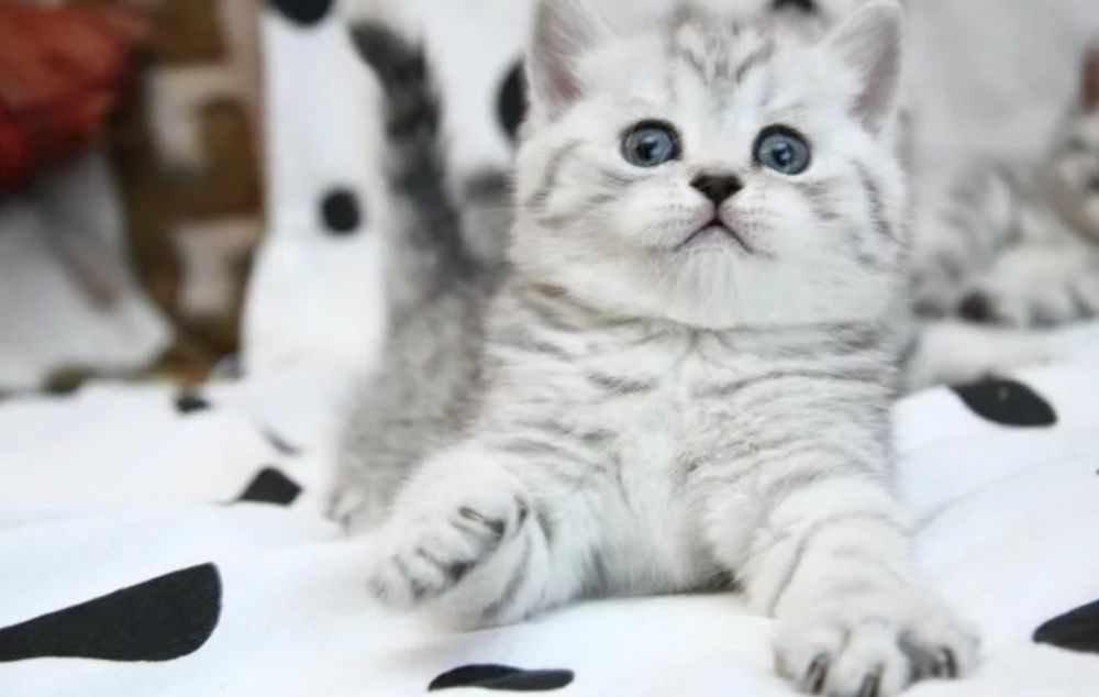 Шотланские котята