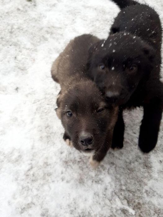 Нужен дом для этих малышей