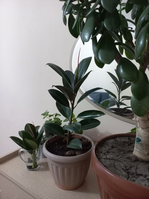 Герань,  толстянка