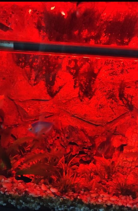 Аквариум на 40 литров