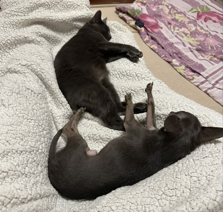 Кошка, русская голубая, девочка, 4года