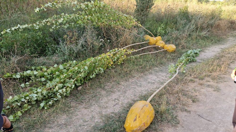 Тополь клен вязь рябина липа ель