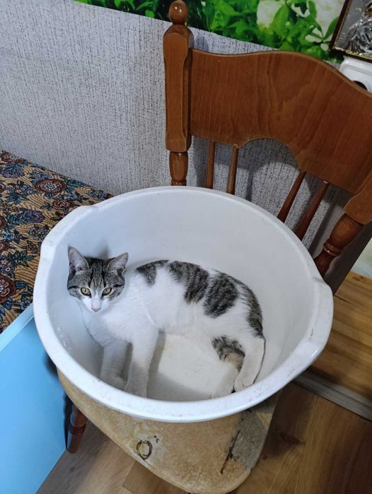 3 месечни котета